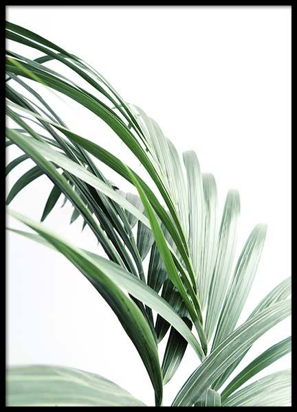Palm Tree Leaves Close Up Poster in de groep Posters / Fotokunst bij Desenio AB (10244)