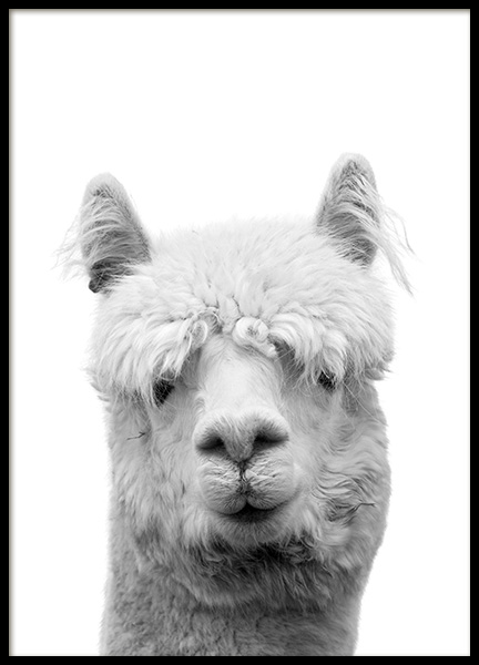 Lama B&W Poster in de groep Posters / Zwart wit bij Desenio AB (10657)