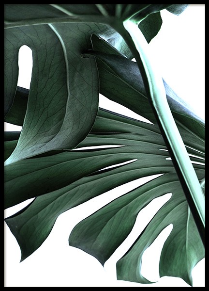Big Monstera No.2 Poster in de groep Posters / Fotokunst bij Desenio AB (10737)