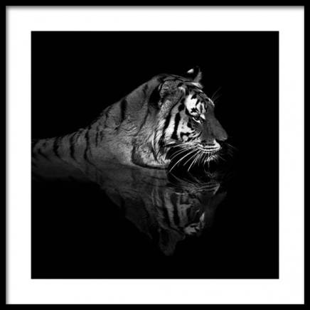 Tiger in Water Poster in de groep Posters / Fotokunst bij Desenio AB (11688)