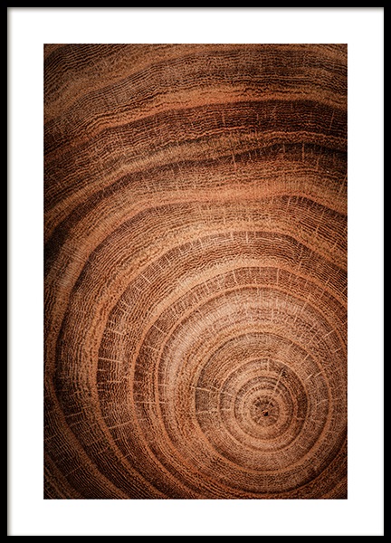 Growth Rings Poster in de groep Posters / Natuurmotieven bij Desenio AB (11873)