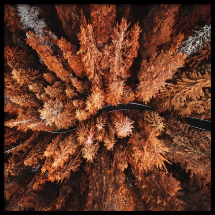 Autumn Colors Poster in de groep Posters / Natuurmotieven bij Desenio AB (11875)