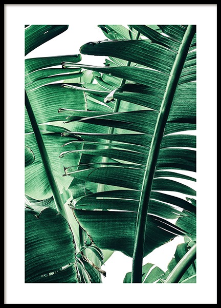 Banana Palm Leaves No1 Poster in de groep Posters / Fotokunst bij Desenio AB (12052)