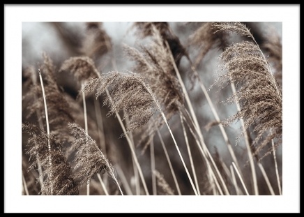 Dried Field Poster in de groep Posters / Fotokunst bij Desenio AB (14906)