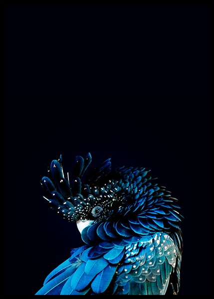 Blue Cockatoo Poster in de groep Posters / Fotokunst bij Desenio AB (2730)