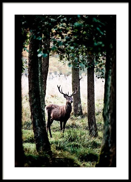 Stag In Forest Poster in de groep Posters / Natuurmotieven bij Desenio AB (2743)