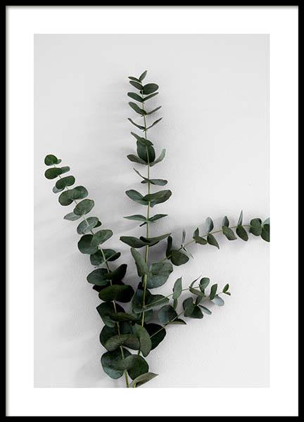Eucalyptus Branch Three Poster in de groep Posters / Fotokunst bij Desenio AB (3394)