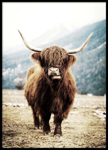 Highland Cattle On Field Poster in de groep Posters / Insecten en dieren bij Desenio AB (3543)