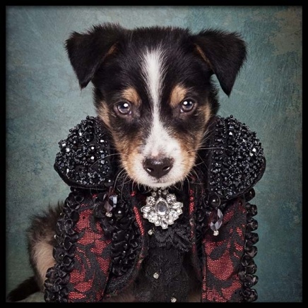 Puppy Portrait 2 Poster in de groep Posters / Kinderposters bij Desenio AB (3726)