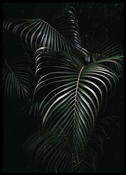 Dark Green Palm Leaves No1 Poster in de groep Posters / Fotokunst bij Desenio AB (3772)