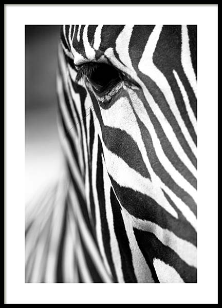 Zebra Close Up Poster in de groep Posters / Zwart wit bij Desenio AB (3855)
