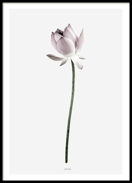 Mooie poster met fotografie van lotusbloem in roze