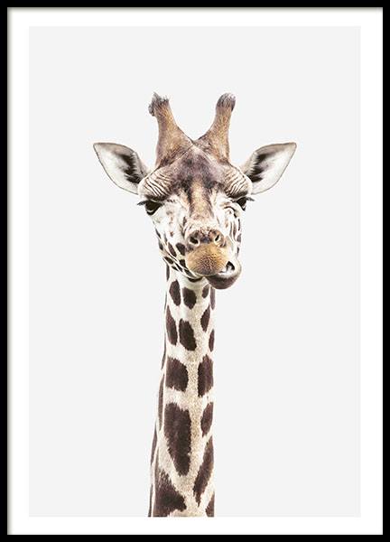 Baby Giraffe, Posters in de groep Posters / Insecten en dieren / Wilde dieren / Giraffen bij Desenio AB (8358)