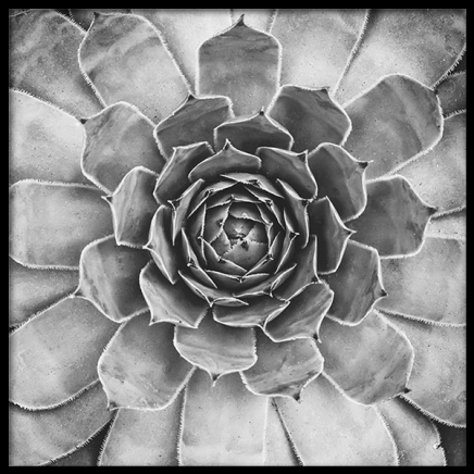 B&W Cactus Plant, Posters in de groep Posters / Zwart wit bij Desenio AB (8583)