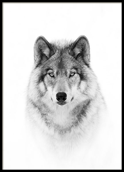 Wolf Poster in de groep Posters / Zwart wit bij Desenio AB (8693)