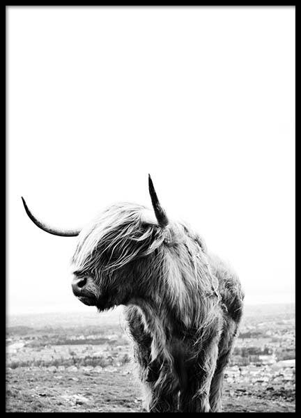 Highland Cow Poster in de groep Posters / Fotokunst bij Desenio AB (8825)