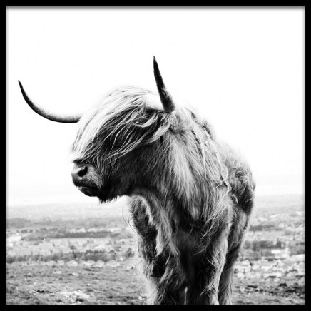 Highland Cow B&W Poster in de groep Posters / Insecten en dieren bij Desenio AB (8826)