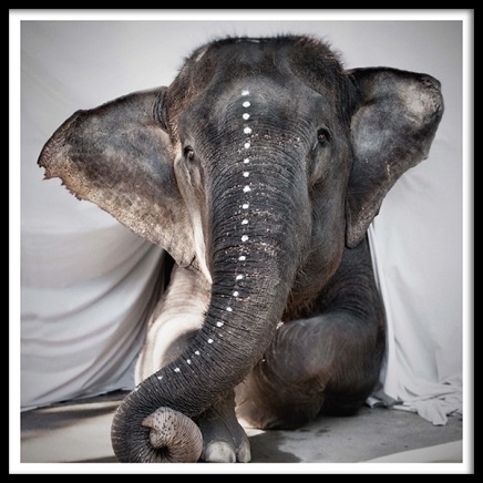 Love Warriors Adele Poster in de groep Posters / Fotokunst bij Desenio AB (Pre5631)