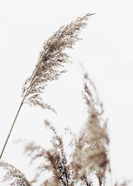  – Foto van beige, droog gras met een grijze hemel op de achtergrond