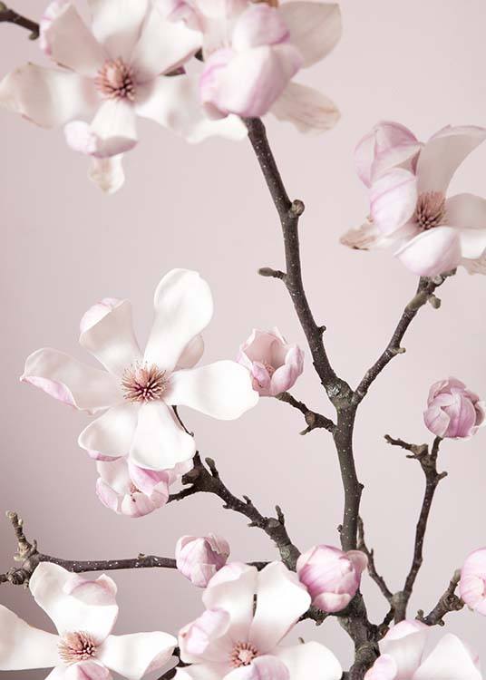 Pink Spring Flower Poster / Fotokunst bij Desenio AB (10213)