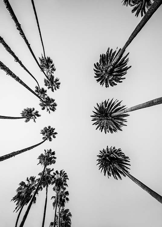 Palm Trees Above Poster / Zwart wit bij Desenio AB (10234)