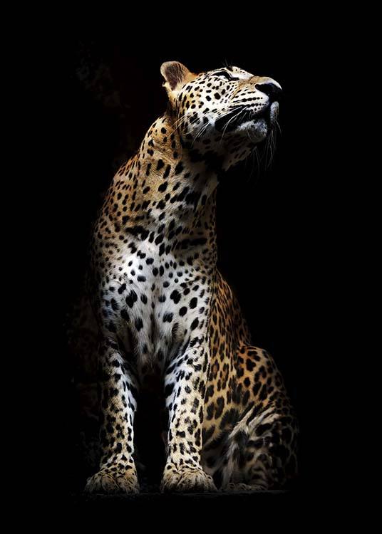 Leopard In Light Poster / Fotokunst bij Desenio AB (10404)