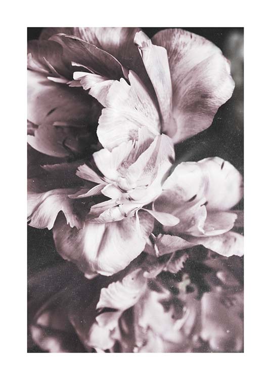 Tulip Dream  Poster / Fotokunst bij Desenio AB (10417)