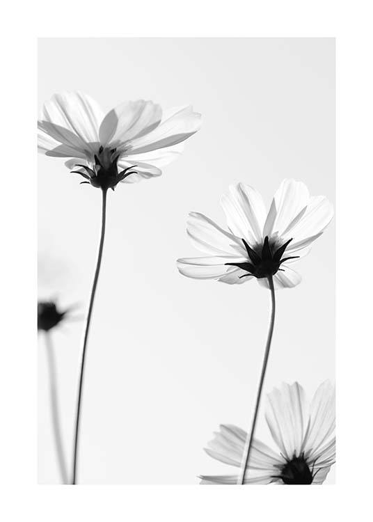 White Cosmos Flowers Poster / Zwart wit bij Desenio AB (10422)