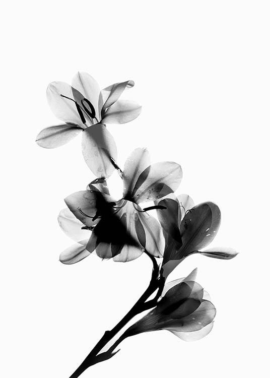 Scanned Flower Poster / Zwart wit bij Desenio AB (10425)