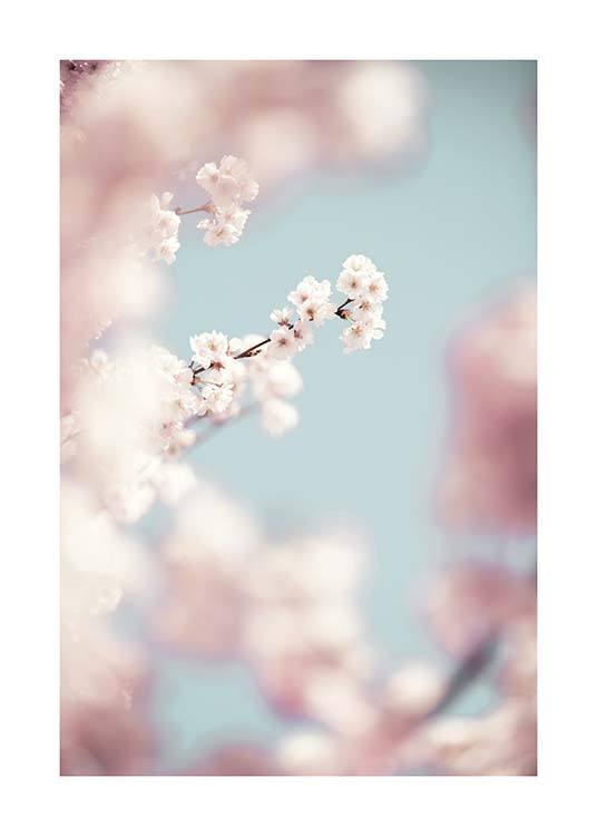 Cherry Blossom No1 Poster / Fotokunst bij Desenio AB (10426)