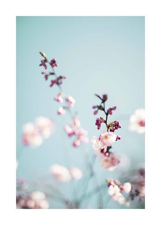 Cherry Blossom No2 Poster / Fotokunst bij Desenio AB (10427)