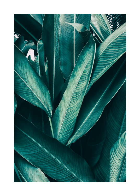 Tropical Leaves No1 Poster / Fotokunst bij Desenio AB (10439)