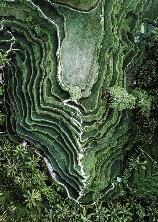 — Natuurfoto van een rijstveld van bovenaf genomen