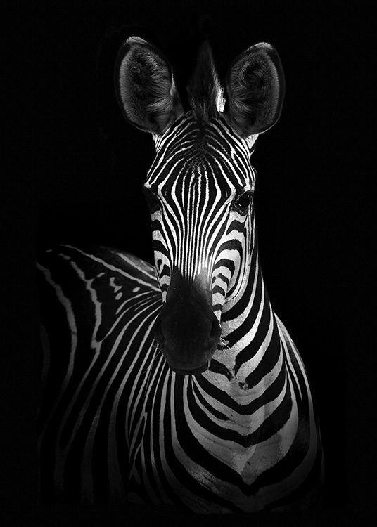 Zebra on Black Poster / Zwart wit bij Desenio AB (10618)