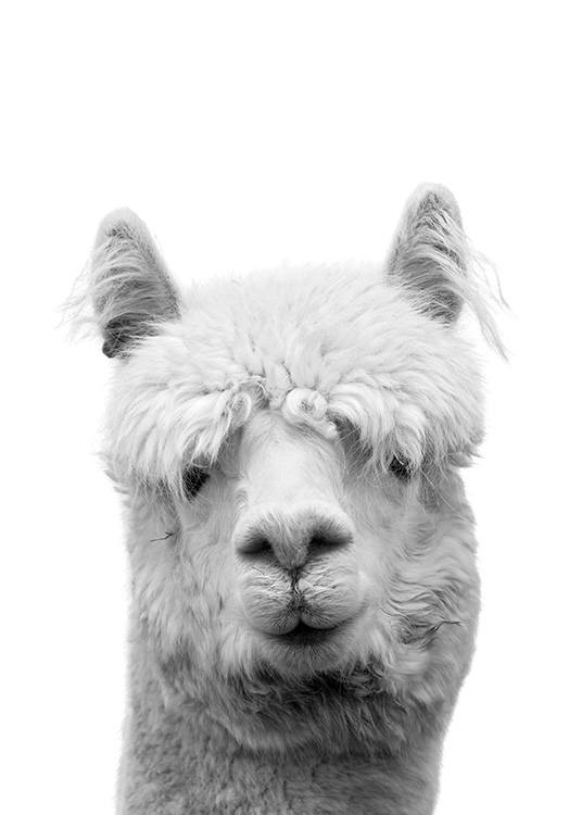 — Poster van een lama in zwart-wit