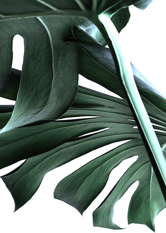 – Close-up poster van monstera plant op een witte achtergrond