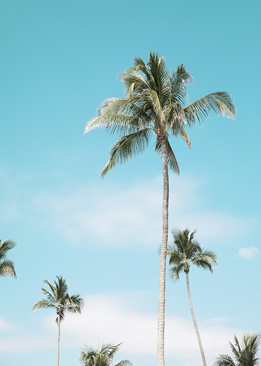 Miami Beach Palms Poster / Tropisch bij Desenio AB (10764)