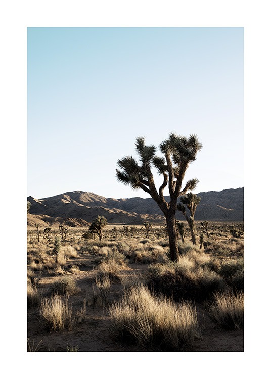 Joshua Tree National Park Poster / Woestijnen bij Desenio AB (10798)