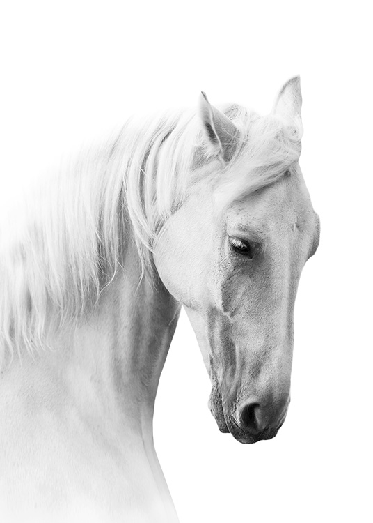 Horse Profile Poster / Zwart wit bij Desenio AB (10876)