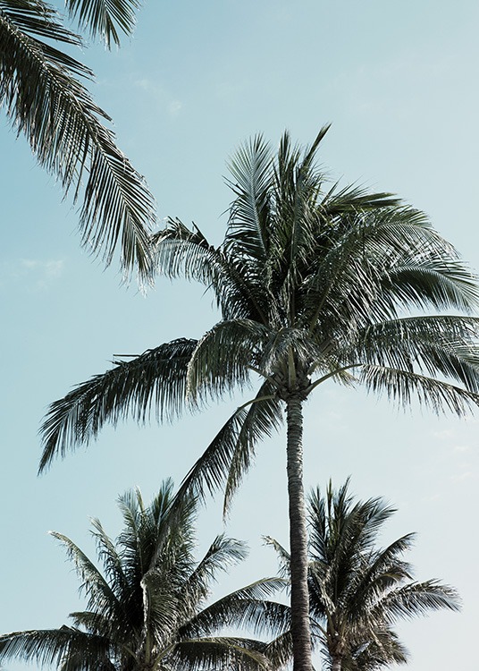 Tropical Palms No1 Poster / Tropisch bij Desenio AB (10958)