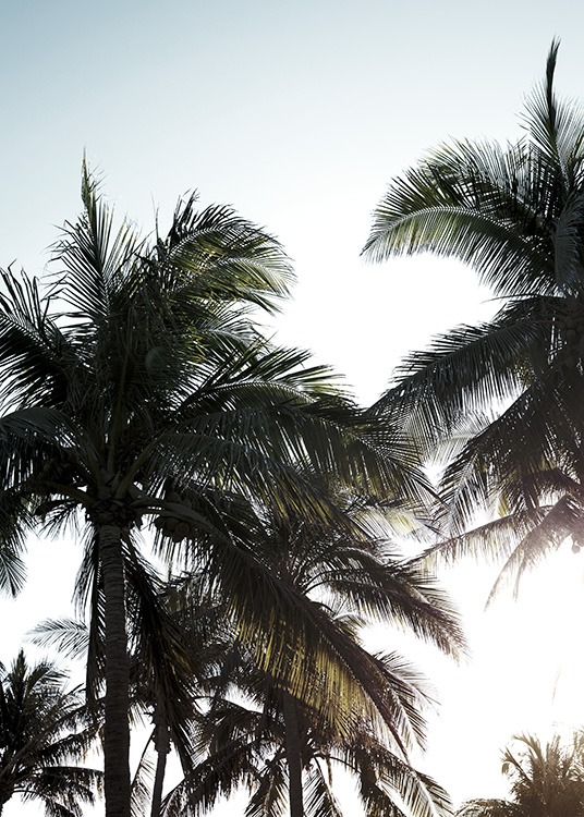 – Foto van palmbomen tegen een zonovergoten lucht