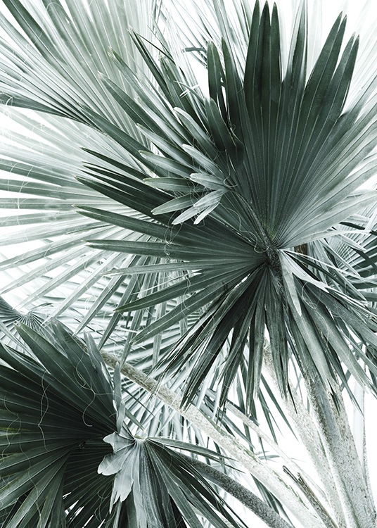 Tropical Palm Leaves No2 Poster / Fotokunst bij Desenio AB (10980)