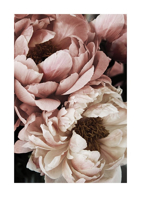  – Close-up foto van een witte en roze pioen in volle bloei
