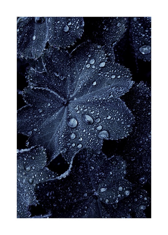 Raindrops on Blue Leaves Poster / Fotokunst bij Desenio AB (11052)