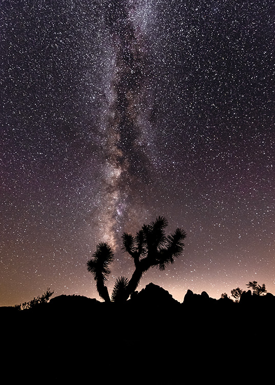 – Foto van bomen tegen een nachtelijke hemel vol sterren