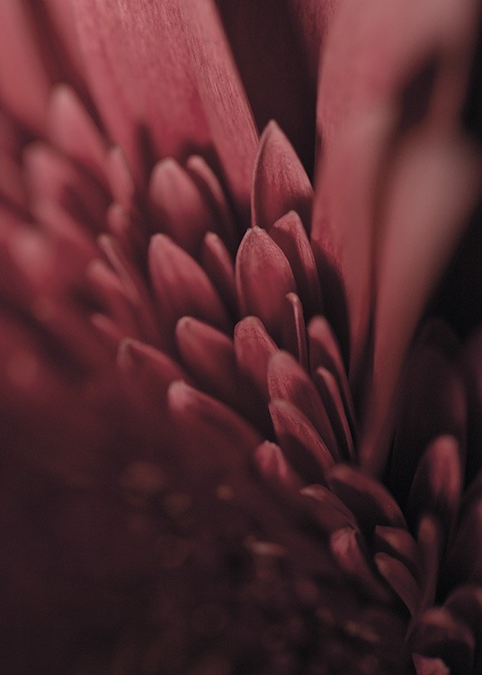 Burgundy Flower Close Up Poster / Fotokunst bij Desenio AB (11188)