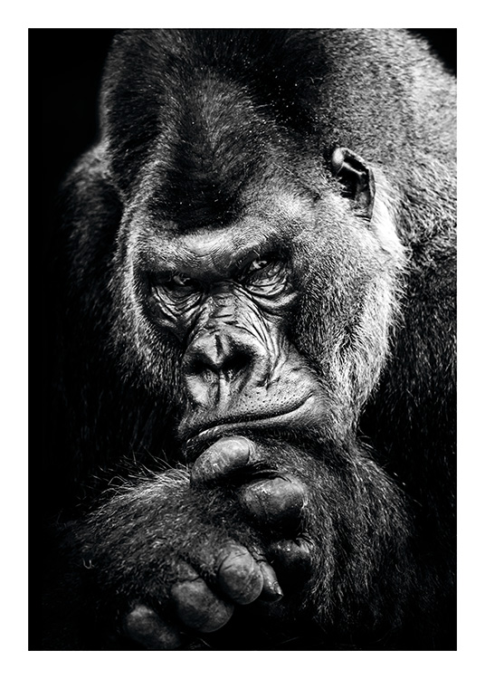 Gorilla Poster / Zwart wit bij Desenio AB (11255)