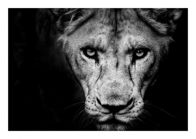 Lioness Close Up Poster / Zwart wit bij Desenio AB (11259)