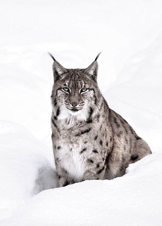 – Poster van een lynx die in de sneeuw zit