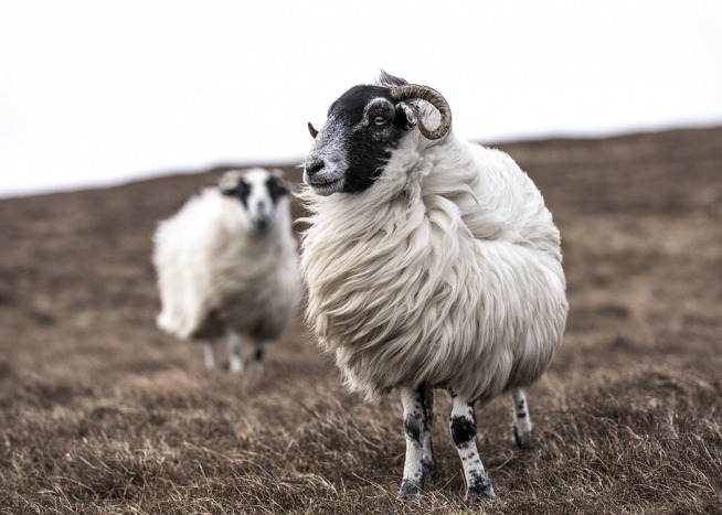— Foto van schapen in een veld met beige kleuren